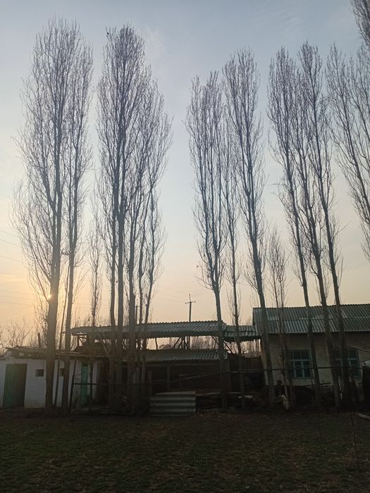 Terak sotamiz 250 mingdan