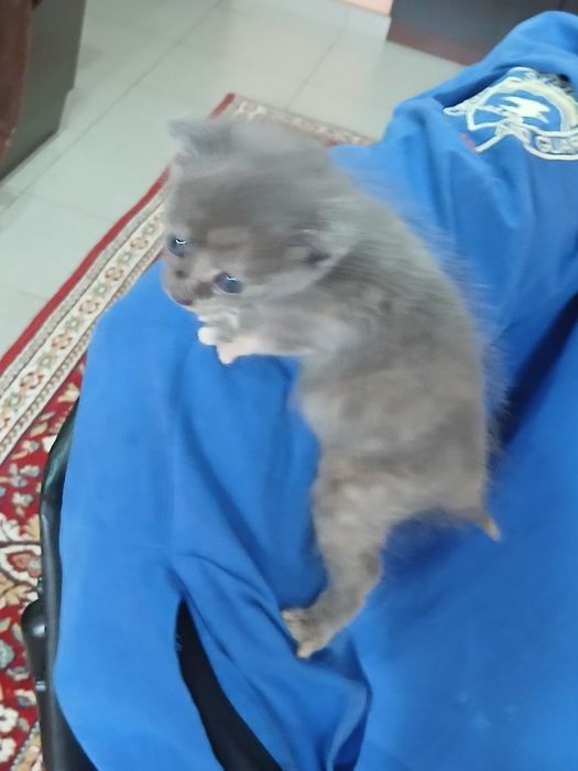Подарявам малко котенце