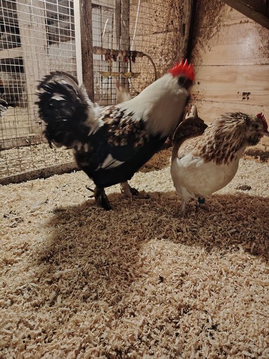 инкубационное яйцо, фавероль лососевая.