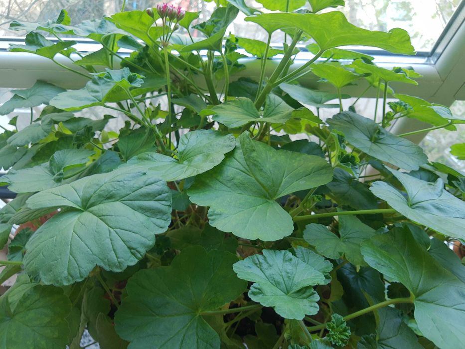 Мушкато,големи ,отгледани в саксия,Последни бройки,намалени 50лв,