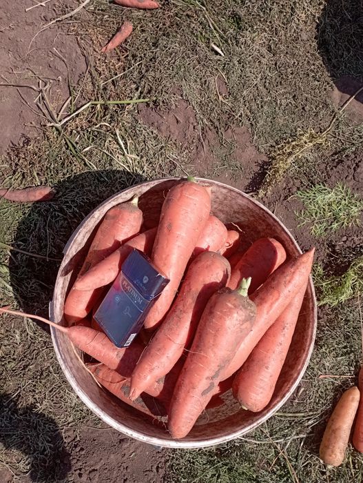 Продам морковь оптом