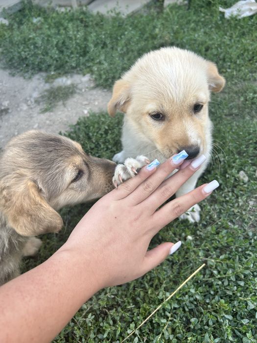Donez căței de talie mare