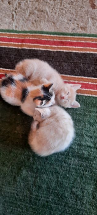 Отдам в добрые руки.