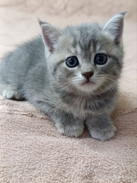 Продаётся Британский кот