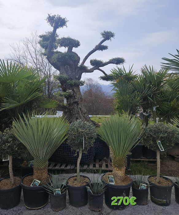 Палми и Декорация за вашата страхотна градина