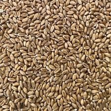 Vând grăunte,grau,triticale,orz