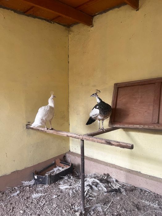 Павлин белая и арлекина