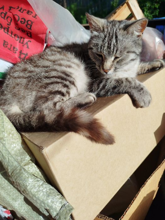 Отдам котенка полосатого