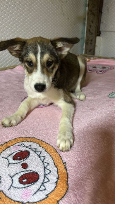 Ищу дом собачуне