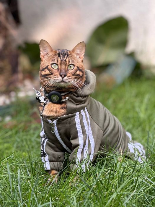 Vyazka Karalevski Bengal