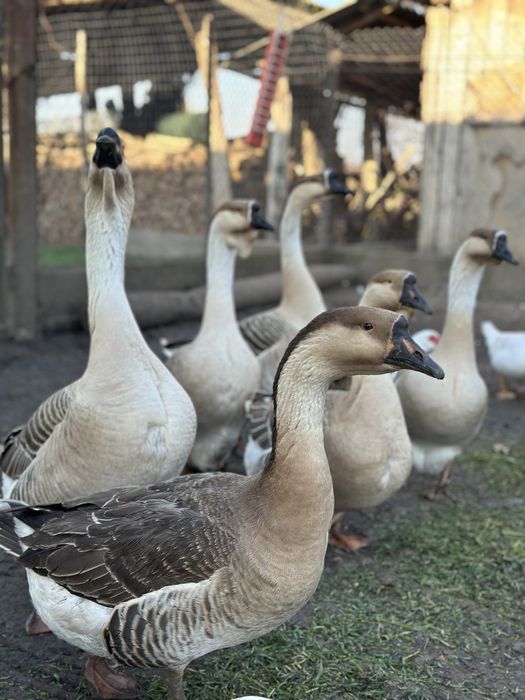 Oua de gasca africana