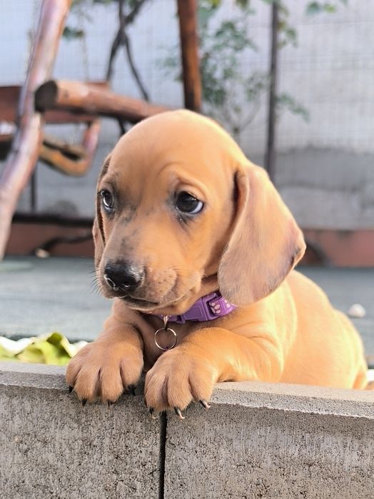Teckel dachshund