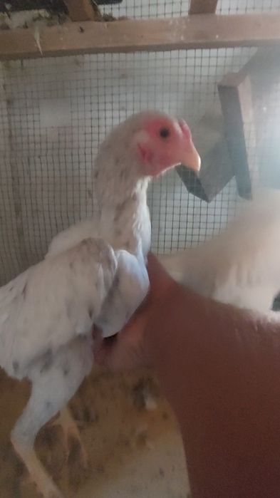 1+1 Ko shamo sotiladi