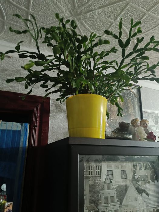 Продам недорого цветы