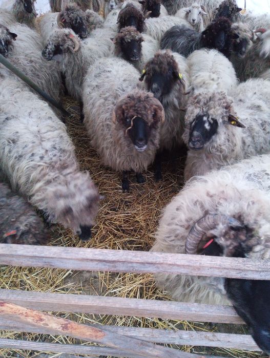 Oi bucalai de vanzare