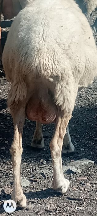 Vând oi de carne și lapte