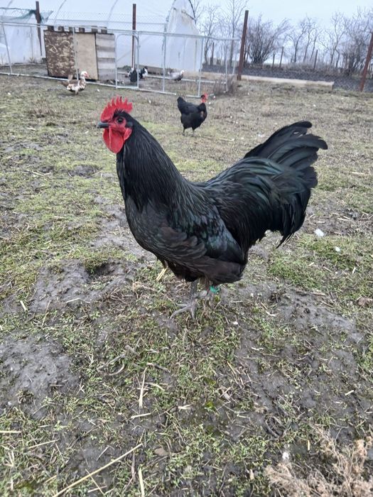 Cocoș Australorp