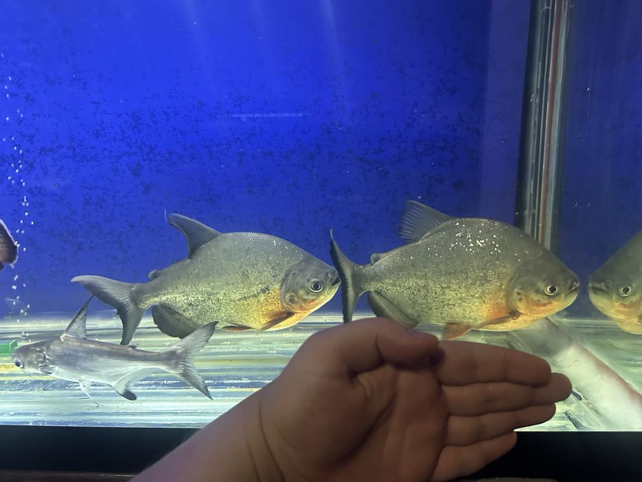 Большые Пиранья паку размер 28-30 см 4 шт