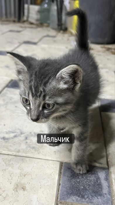 Котята милые прекрасные ласковые