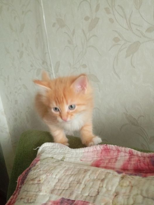 Отдам котят даром