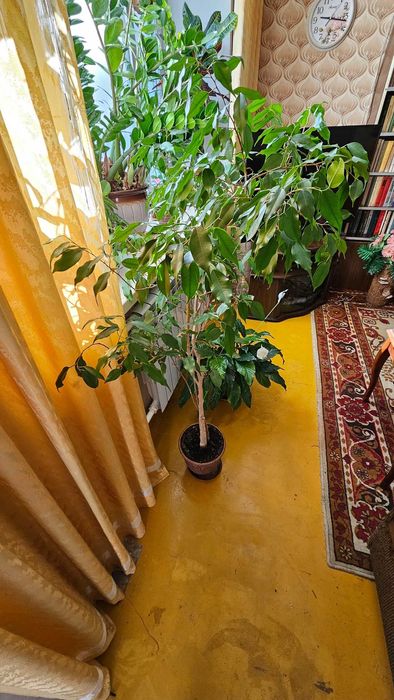 Фикус Бенджамина