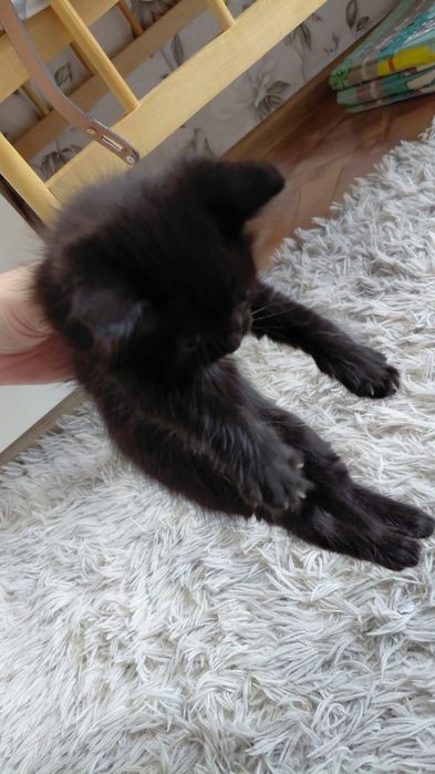 Отдам котят с кошкой