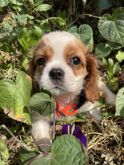 Кавалерчик спаниельчик