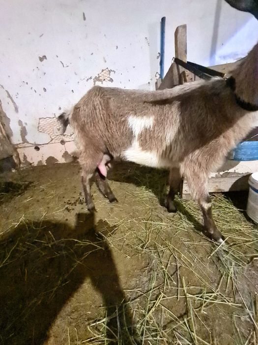 Коза породистая