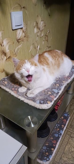 Котик ищет доброго человека!