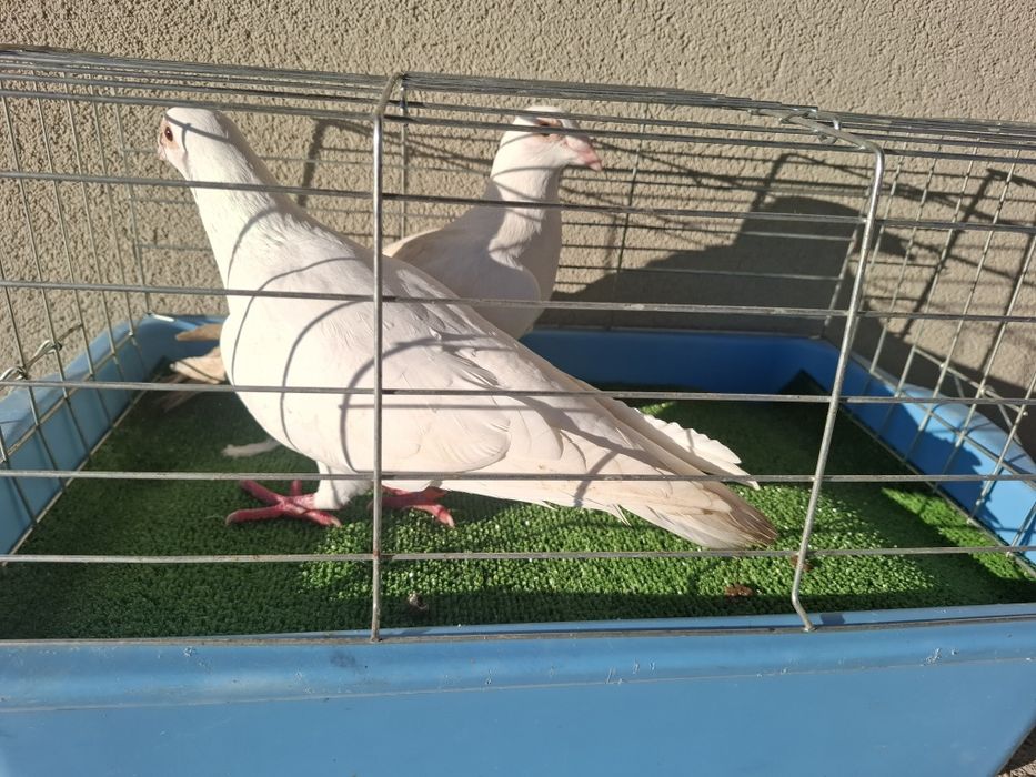 Бели пощенси гълъби