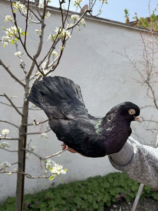 Продават се гълъби, бургаски палове