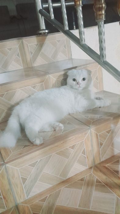 Кошка Scottish Fold