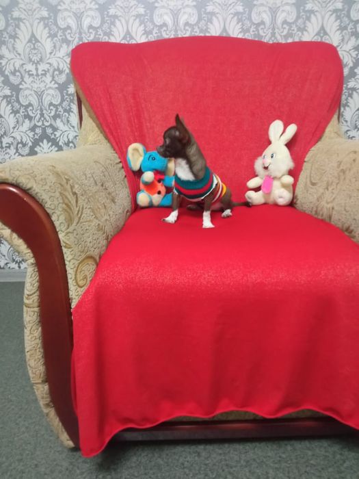 Чихуахуа миник вязка