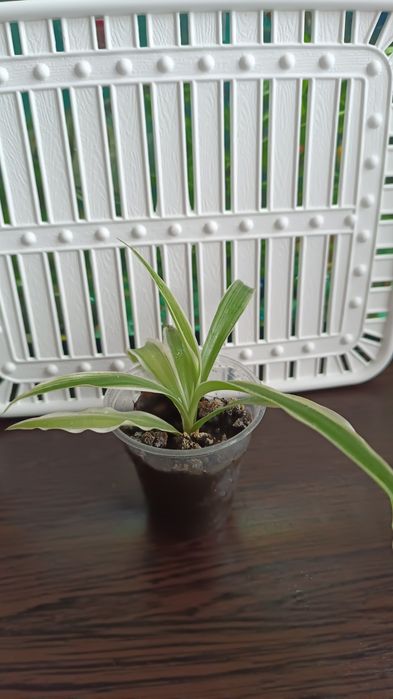 Хлорофитум продам цветок