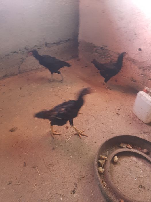 Петух и куры срочно срочно срочно