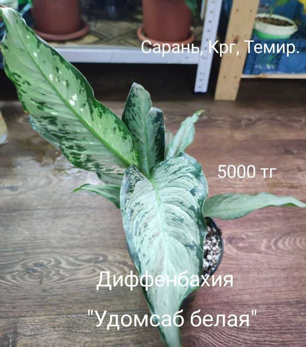 Драцена, Диффенбахия