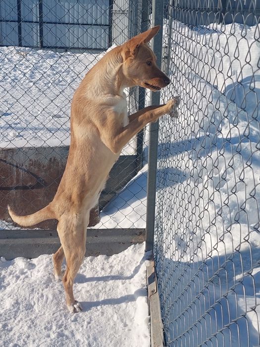 Ищем дом для Розы