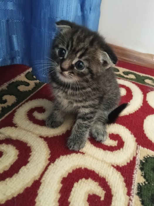 Шотландская вислоухая