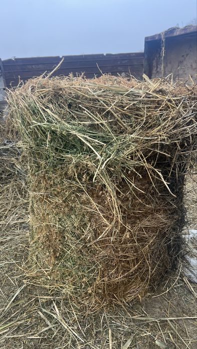 Жонышка жай шоп