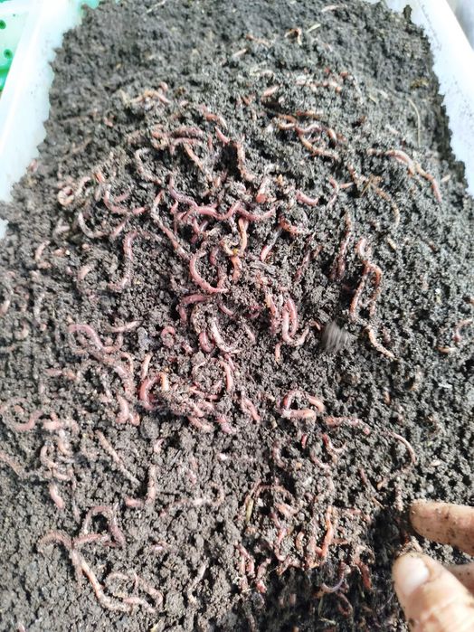 Черви  для рыбалки и для разведения