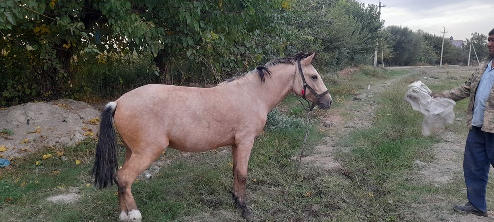 Саман зоттор 2,5 ёшда