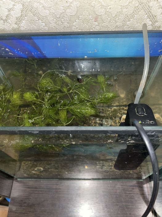 Аквариум продается  23литра