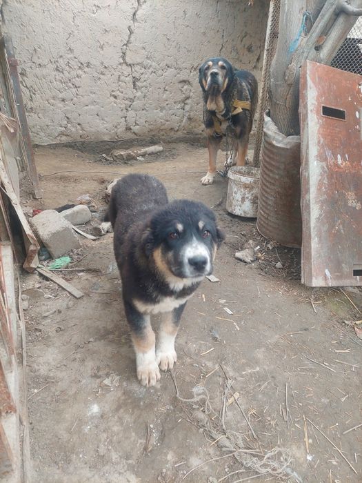 Кавкаский алабай