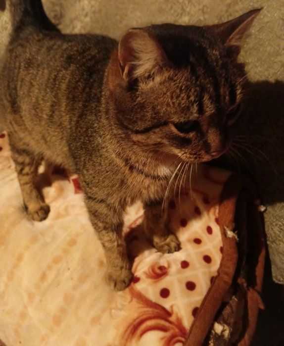 Стерилизованная кошечка