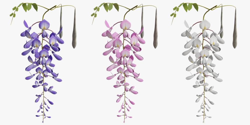 Глициния (вистерия)