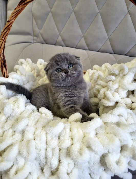 Девочка и Мальчик.  Скоттиш Фолд.