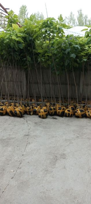 Декаратив кочатлар