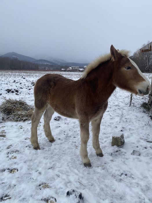 Manz blond de 7 luni greu