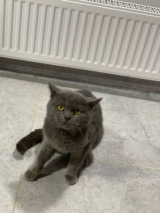 Скотиш Страй кот мальчик