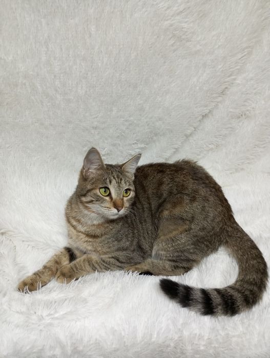 Котята с приюта в добрые руки